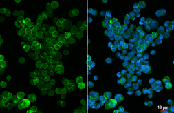Anti-CD40 antibody [GT392] used in Immunocytochemistry/ Immunofluorescence (ICC/IF). GTX647573